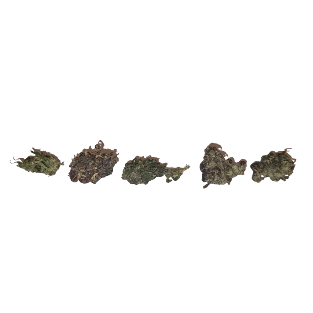 Trimmattu Basic CBD-kukinto – Tasalaatuinen hampputuote tarkalla laadunvalvonnalla.