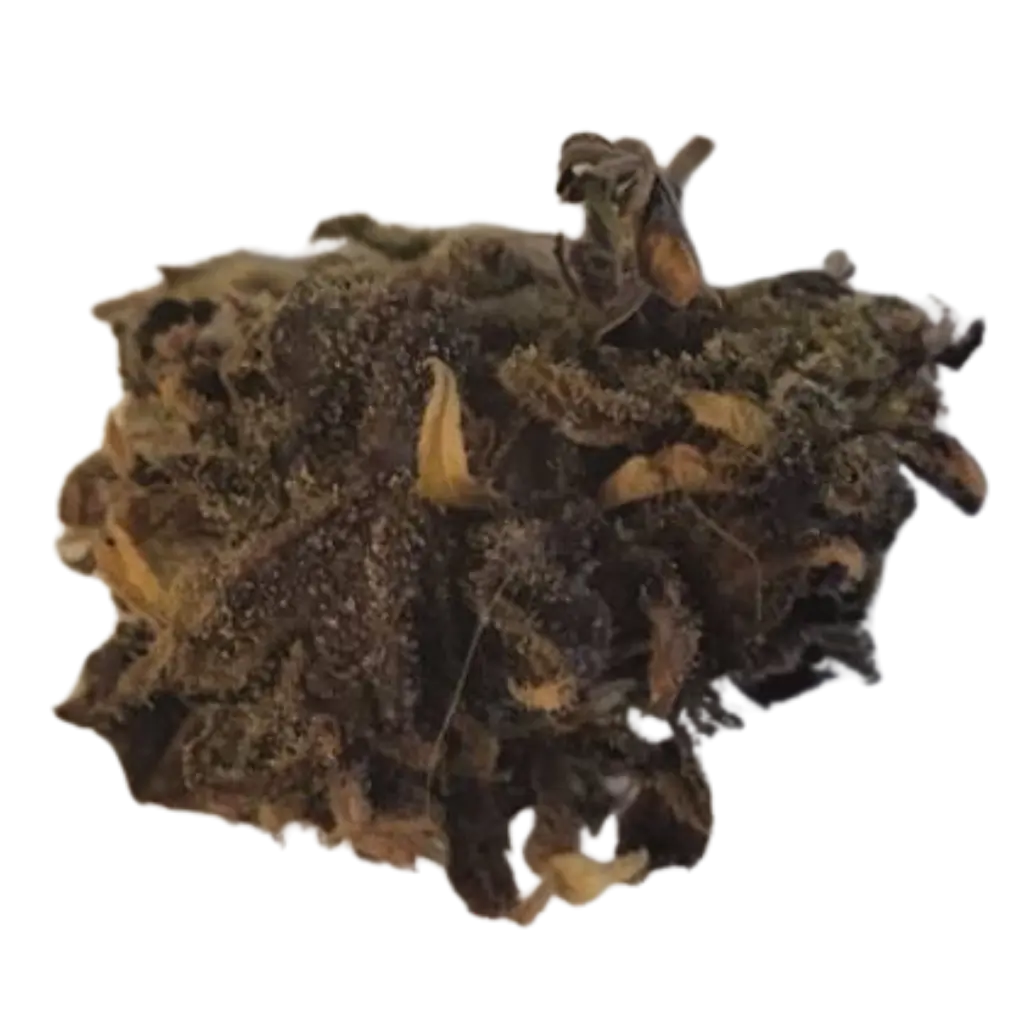Basic CBD-hampputuote – Laillinen ja EU-standardien mukainen CBD-lajike.